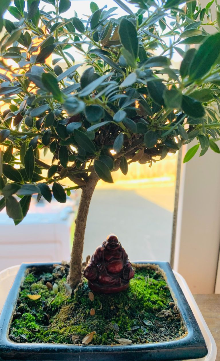'I also have a Buddha under my bonsai tree'. Wendie